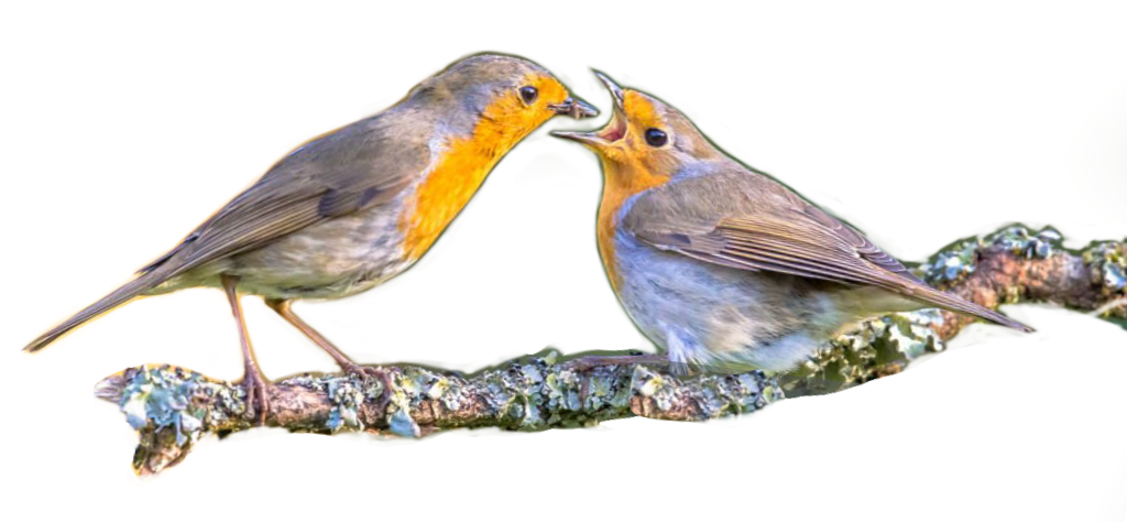 Two robins sharing a branch