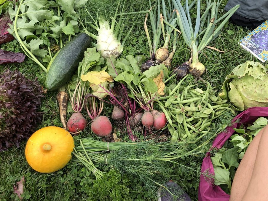 Freshly harvested vegetables and herbs